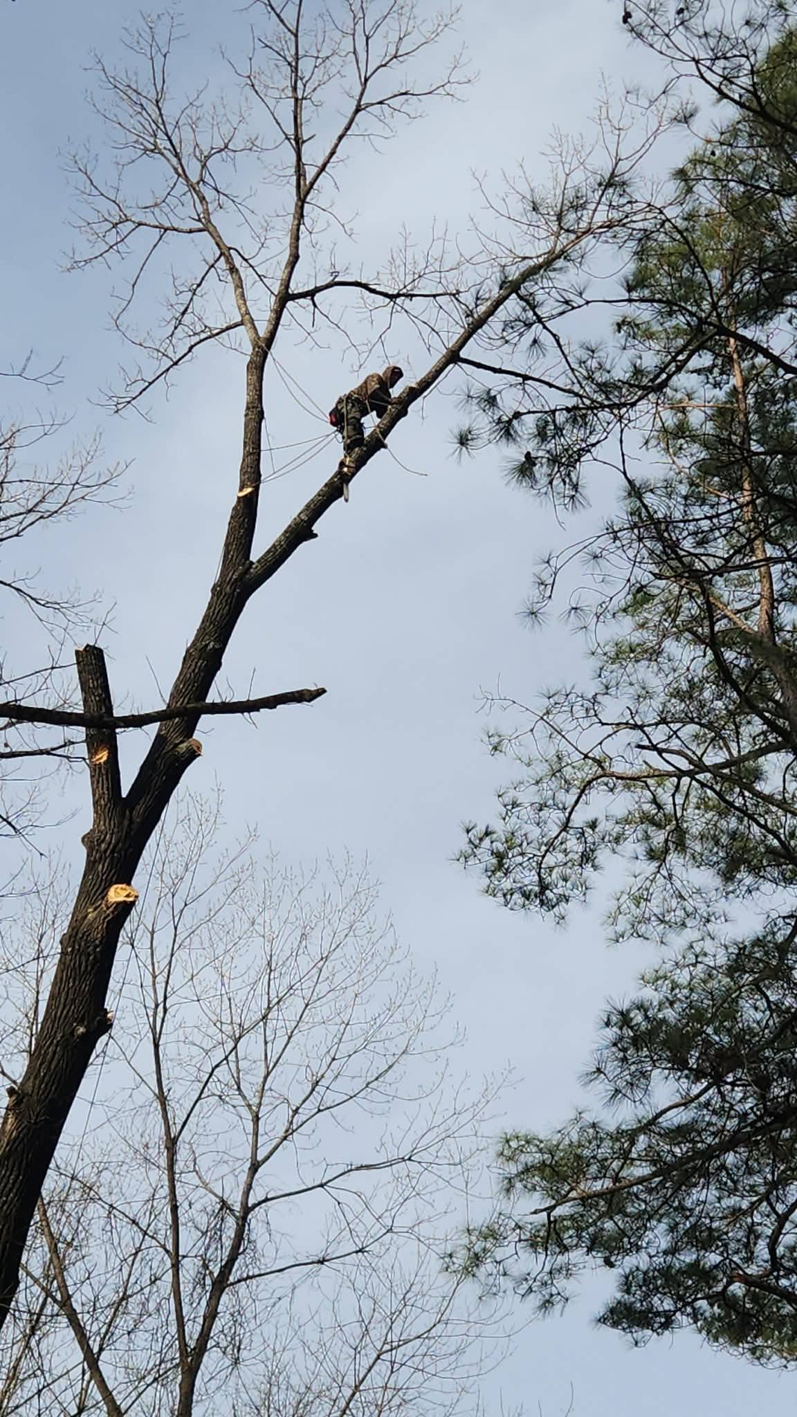 Plyler's Tree Service Logo