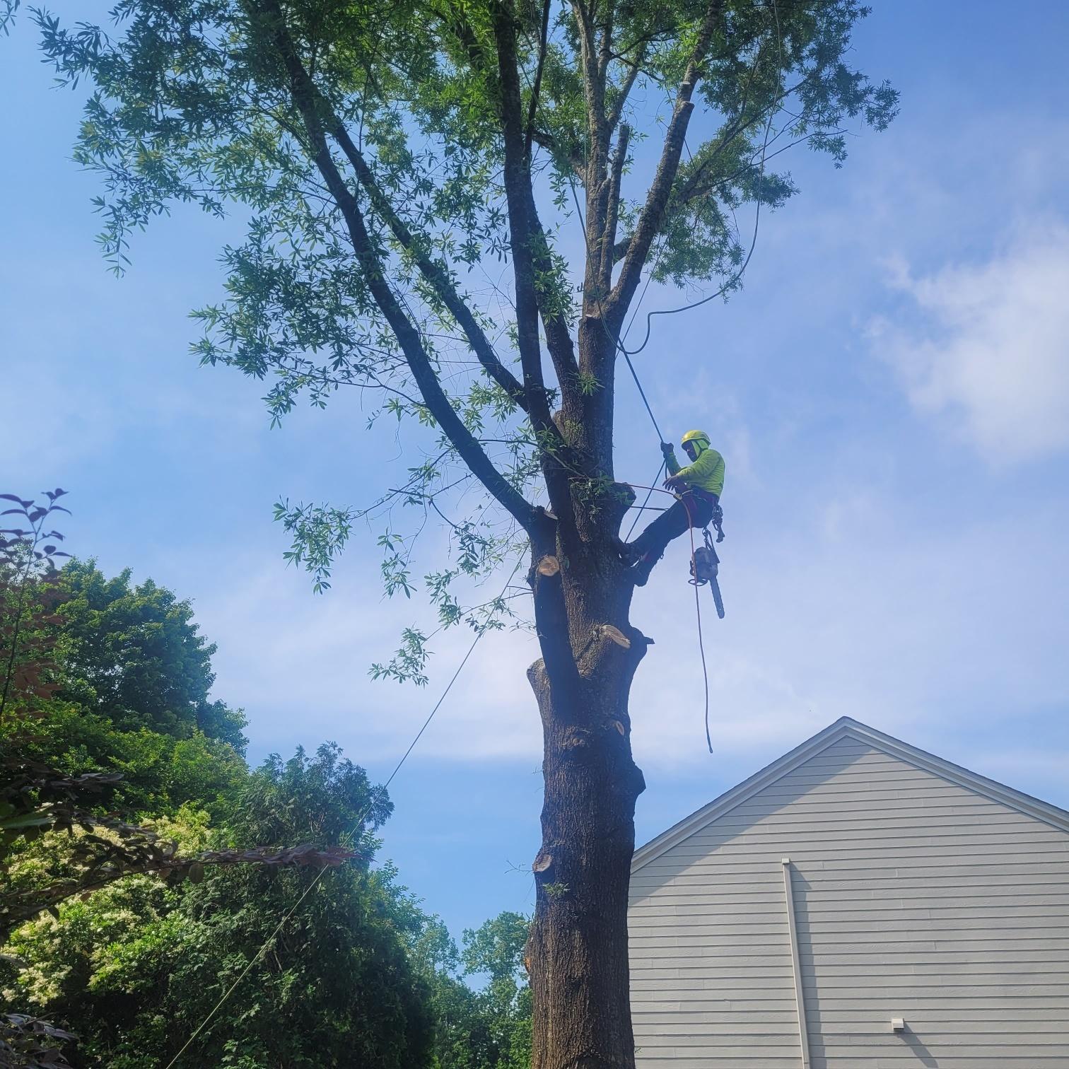 Georgia Tree Company Image