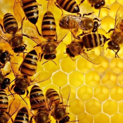 Logo von Bienen-Schloss-Manufaktur GbR