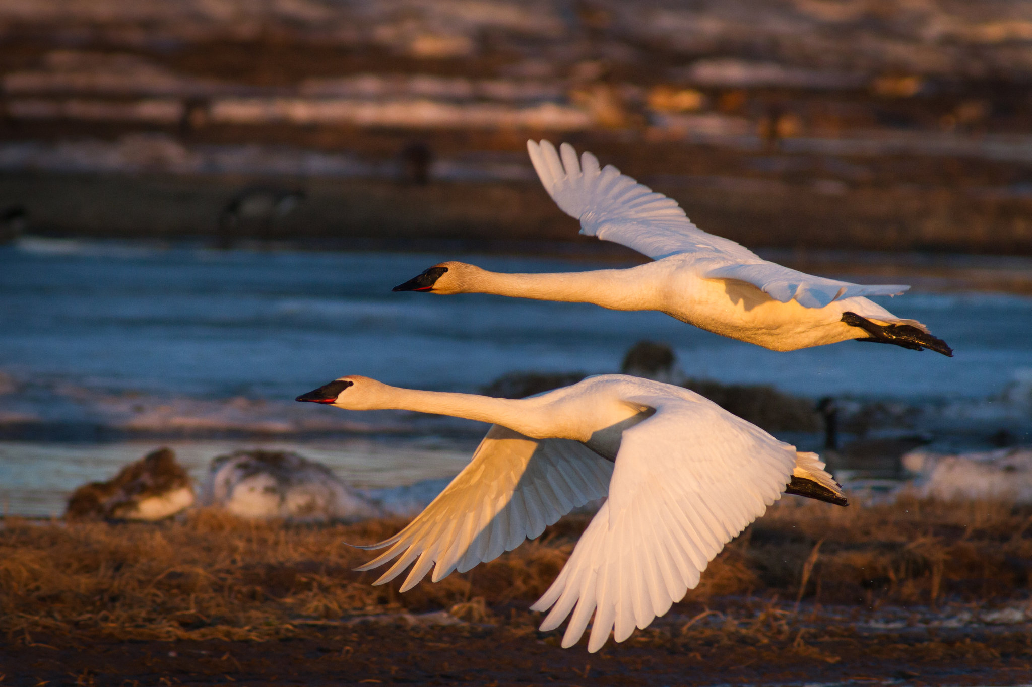 Candlewood Suites Fairbanks by IHG Image