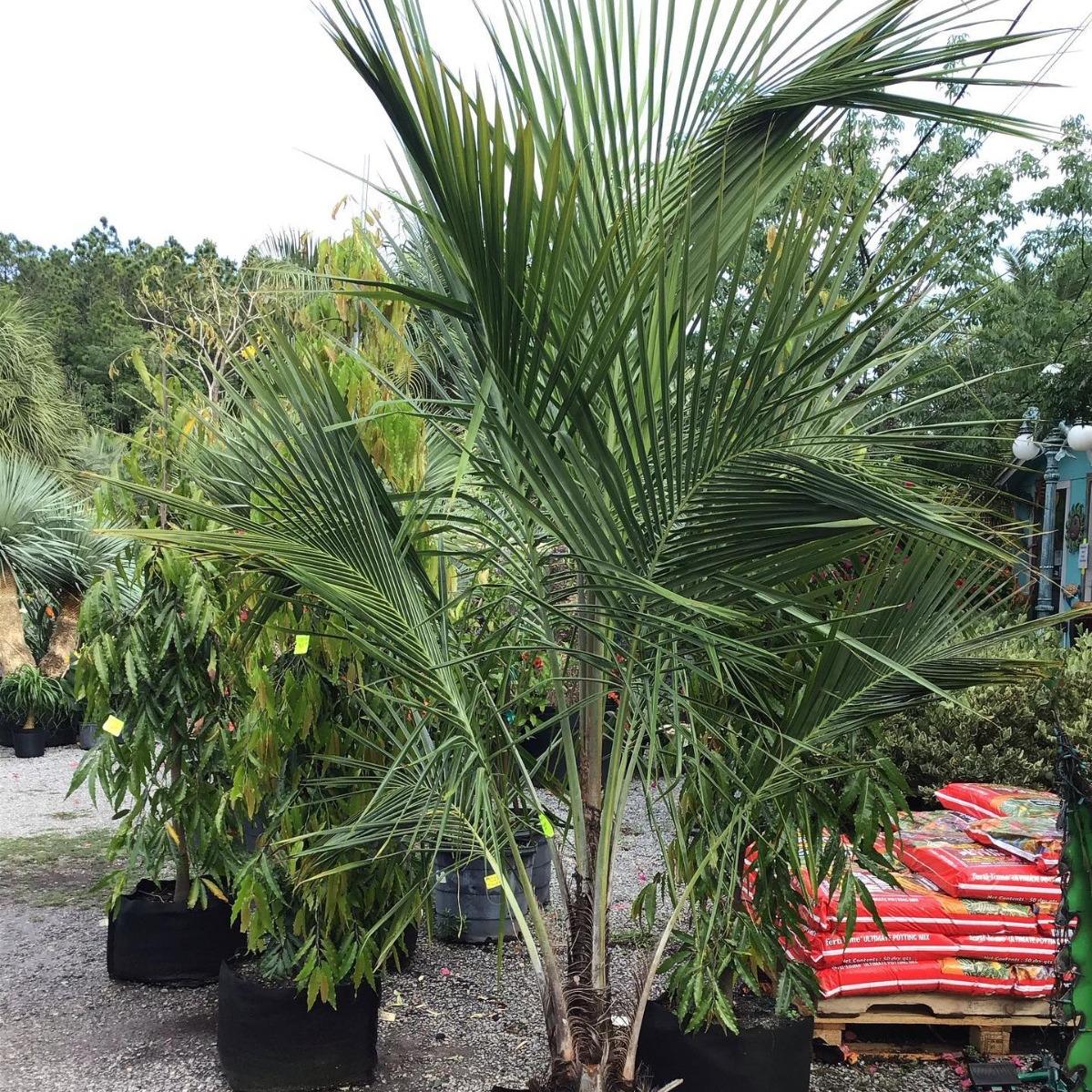 Cold Hardy Coconut Palm