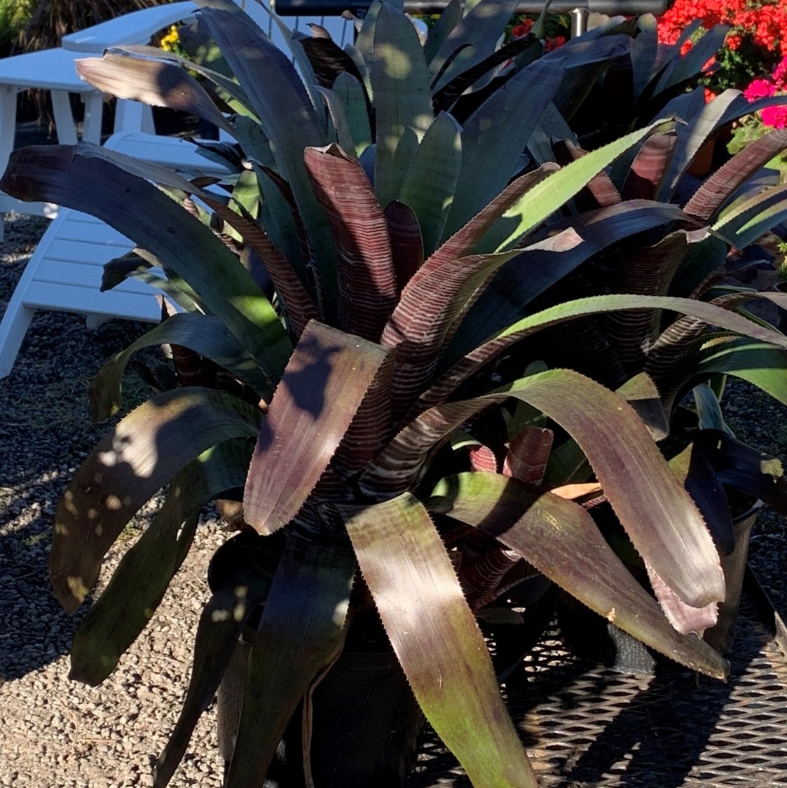 Bromeliad