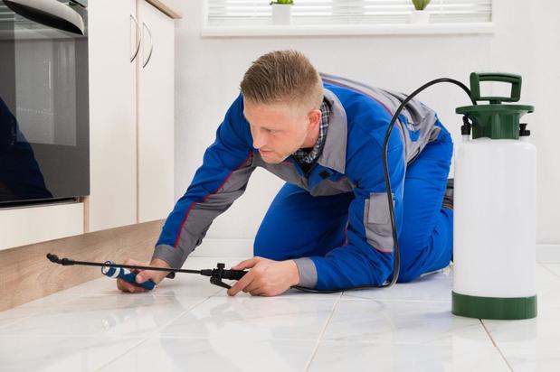 Images Best Price Pest Control