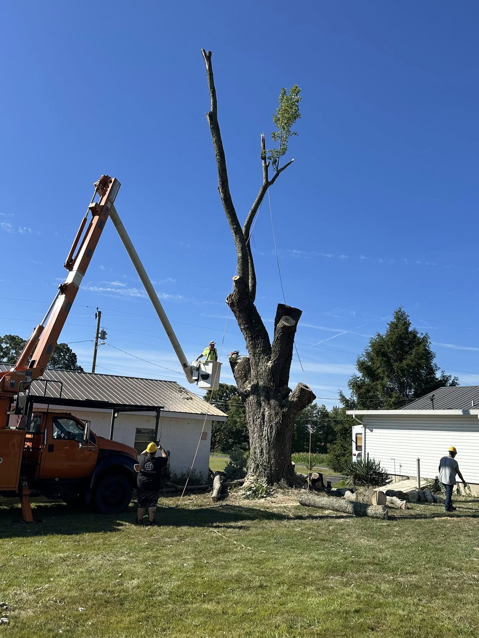 Area Tree Service LLC Logo