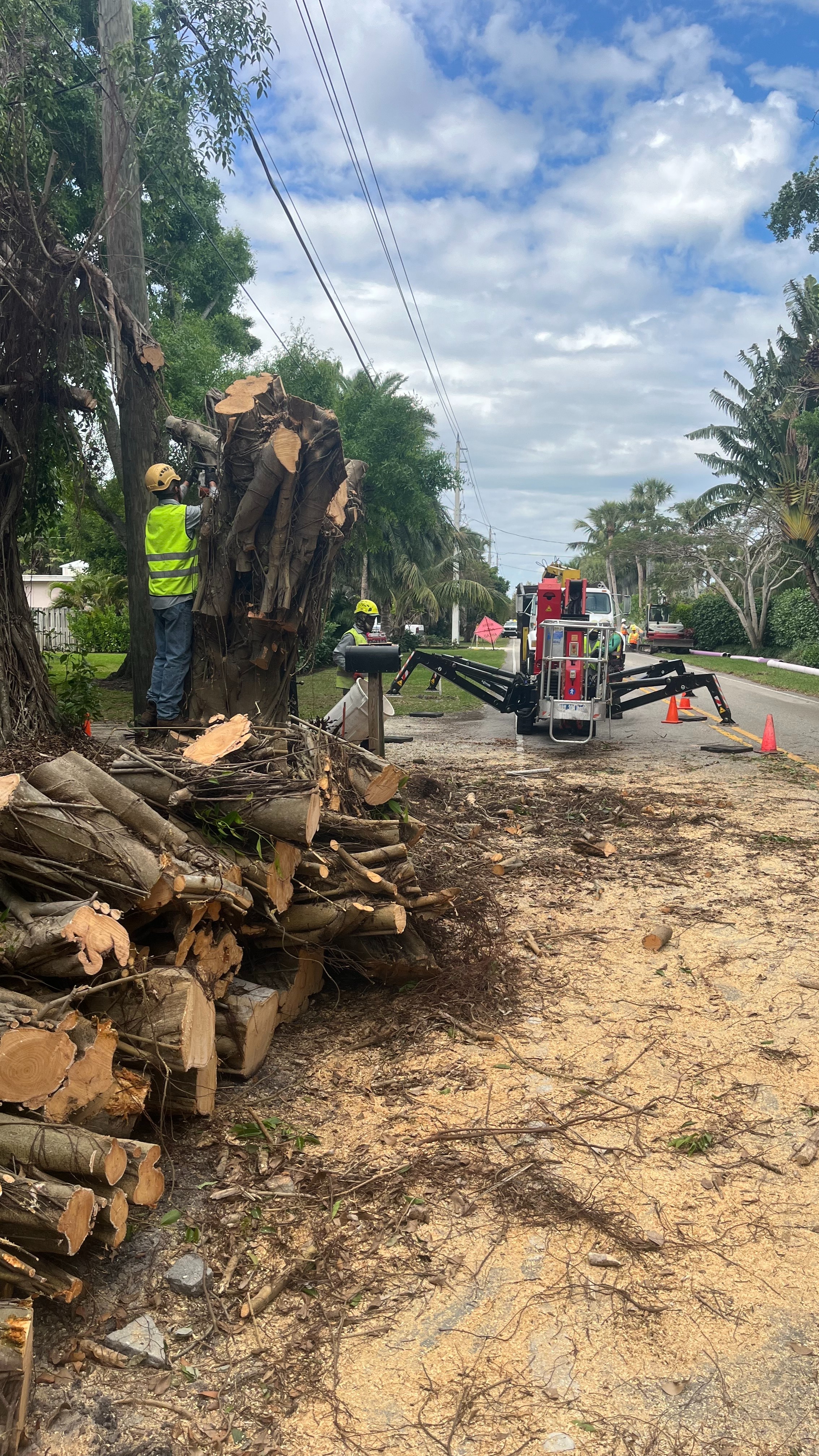 Timber Tree Co Image