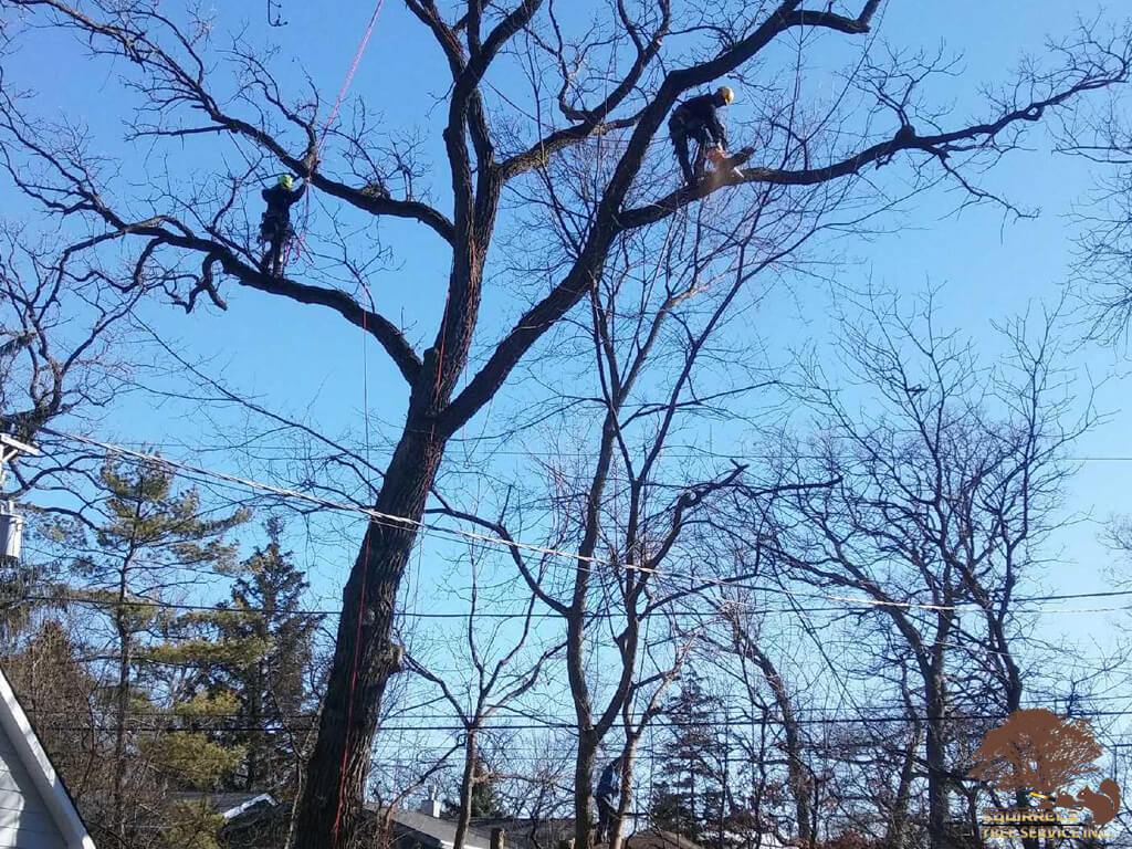 Squirrels Tree Service Inc Photo