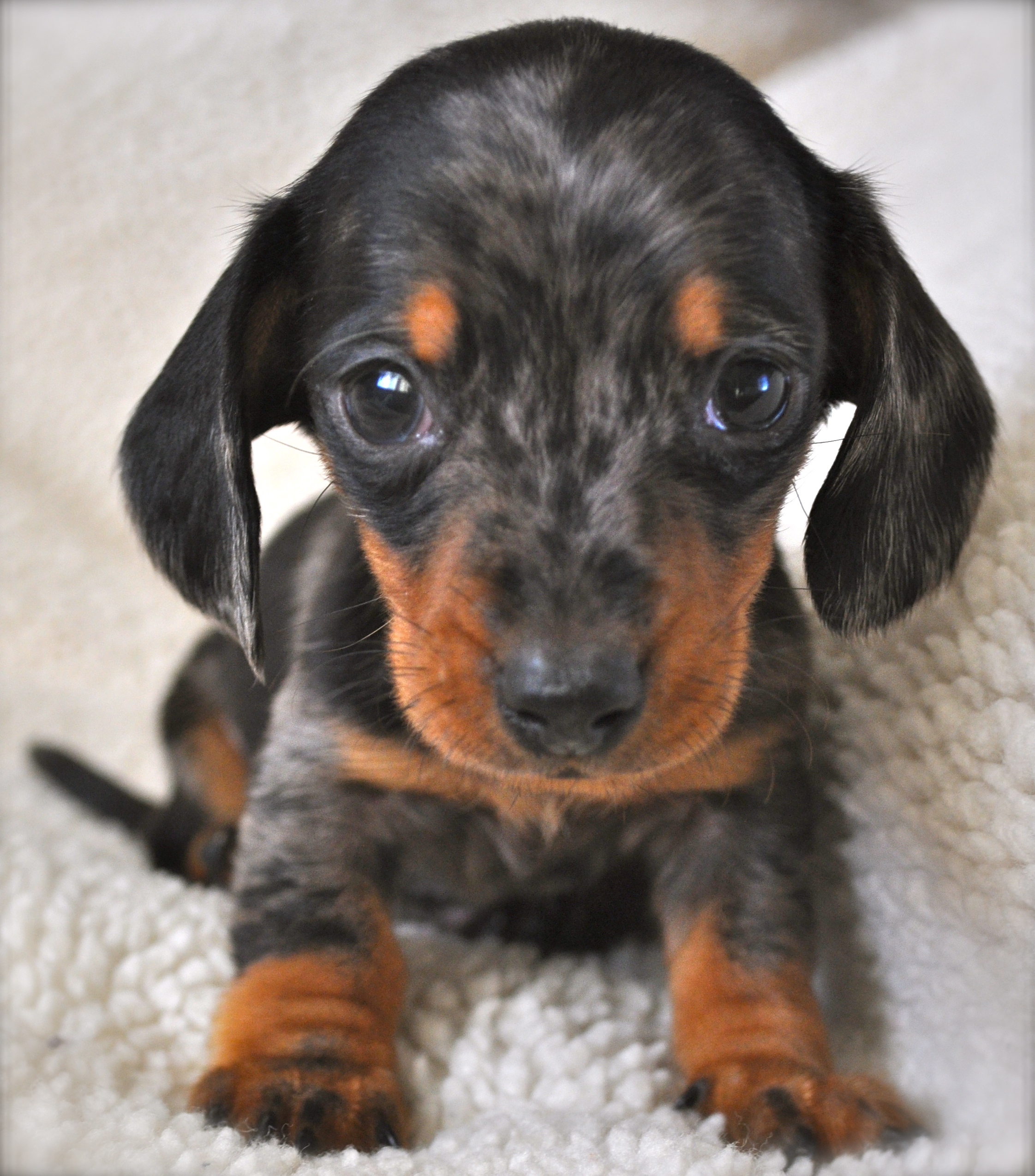 Rodeo Doxies Logo