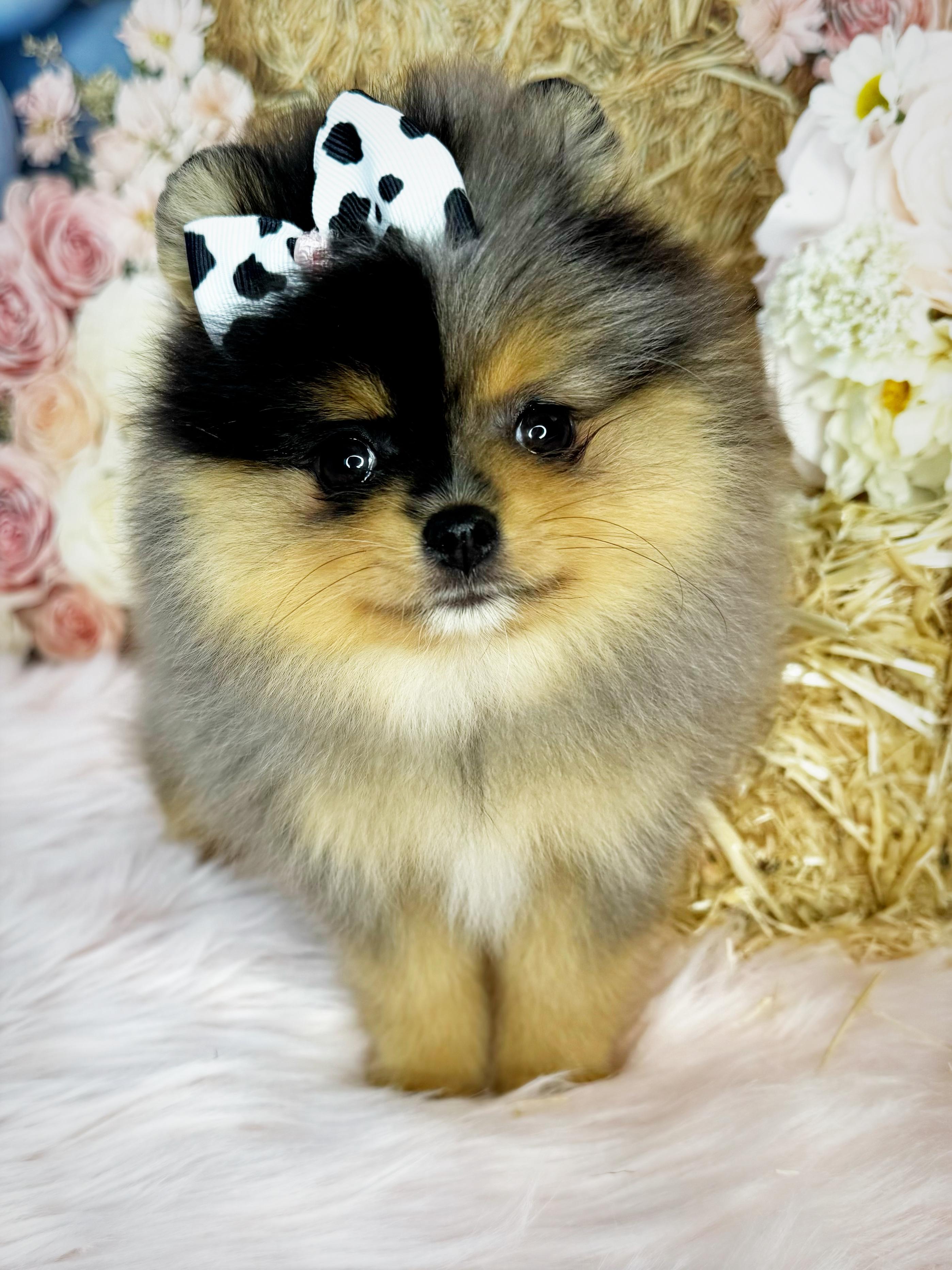 Belle House Pomeranians Image