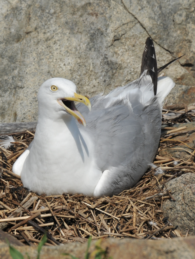 Migratory Bird Management Image