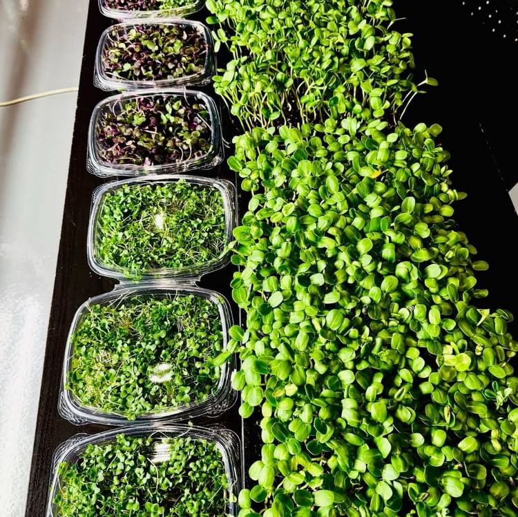 Microgreen Box