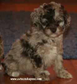 Cute Cockapoos Image