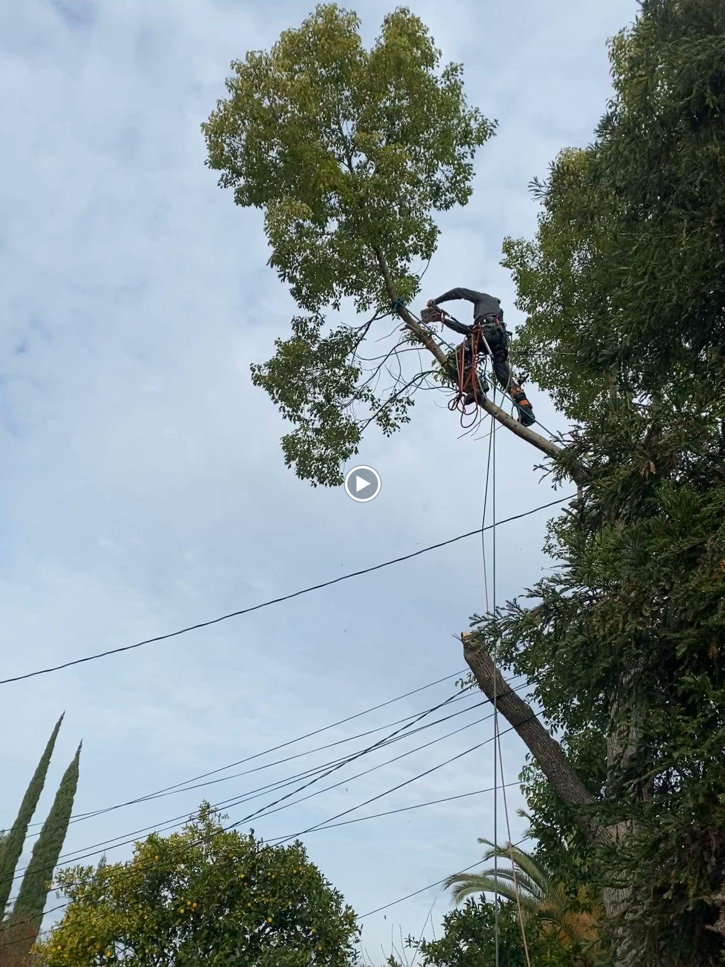 Capital Arborists, Inc. Image