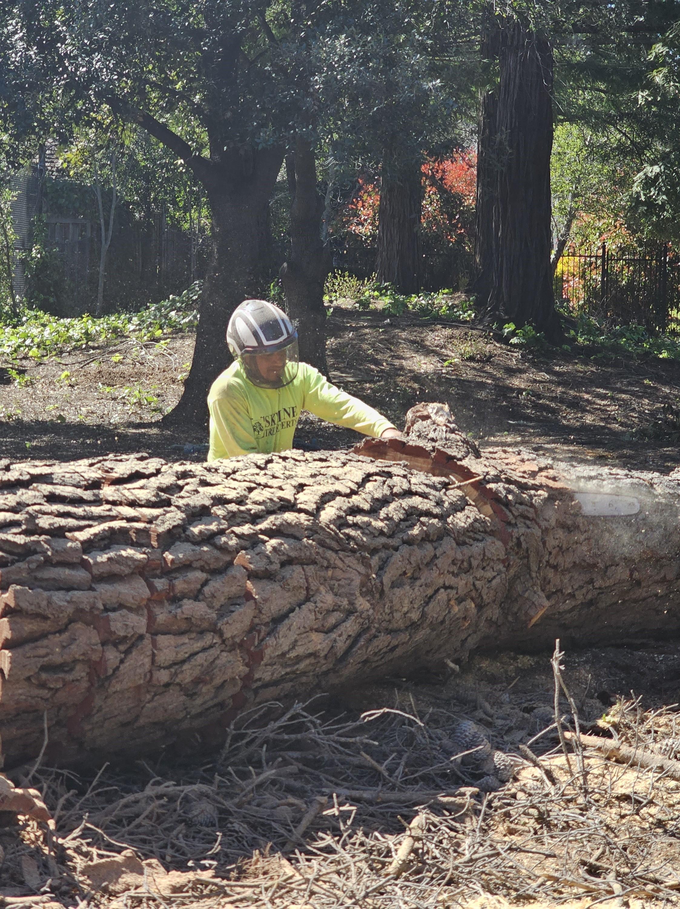 Skyline Tree Experts Image