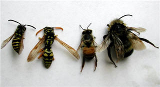 Images Aggressive Pest Control