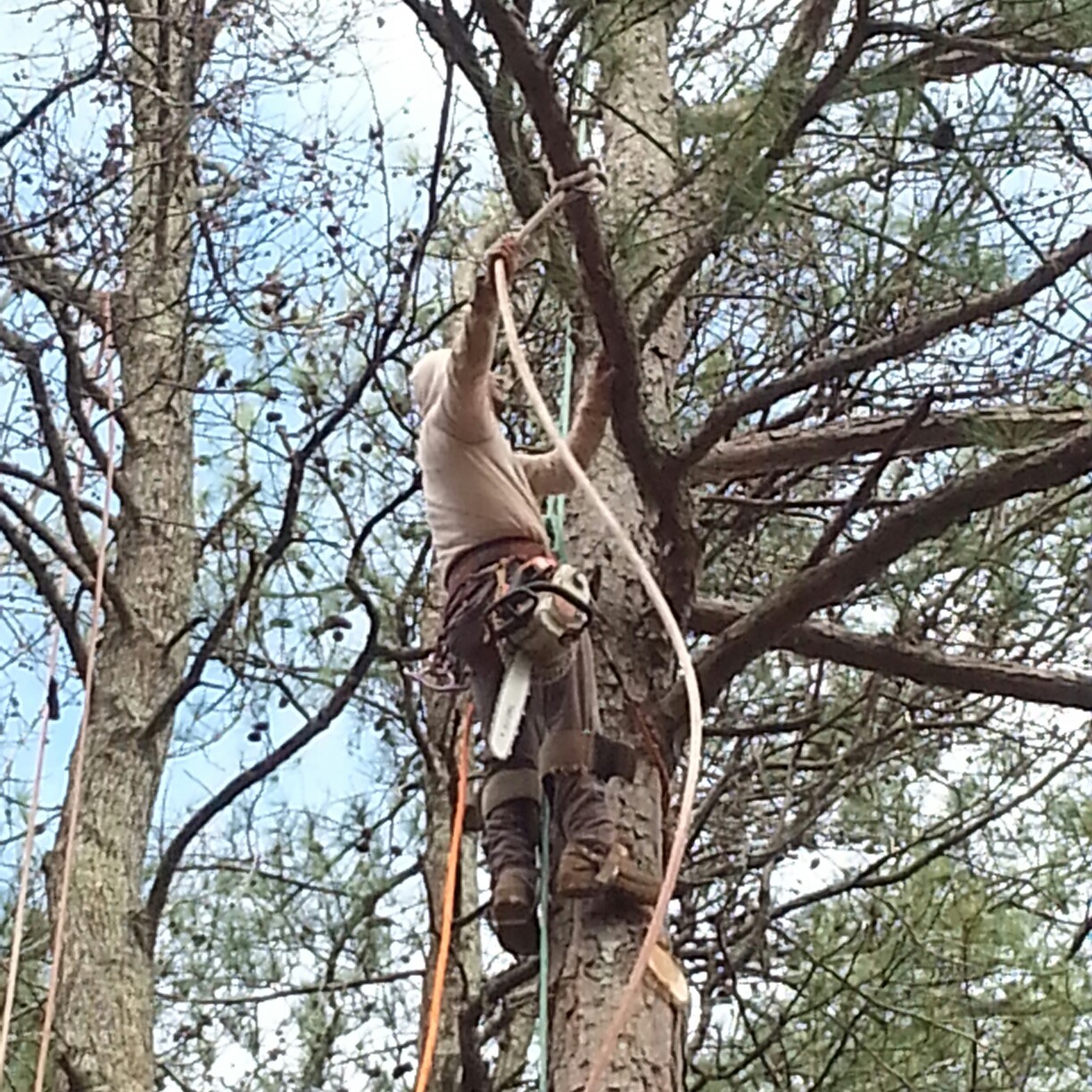 Su-Tree Service Image