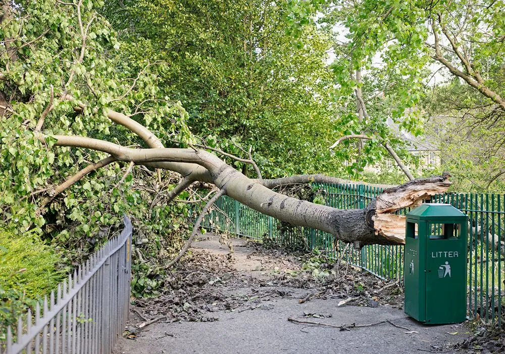 Supreme Tree Service Image