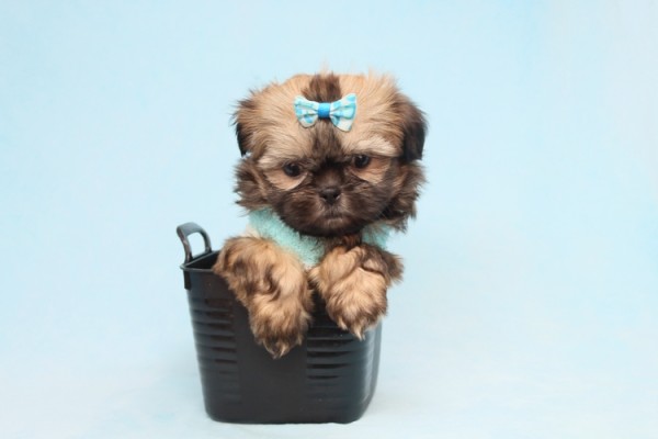 Teacup & Toy Shih Tzu Puppies in Los Angeles