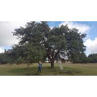 A.L. Tree Services Logo