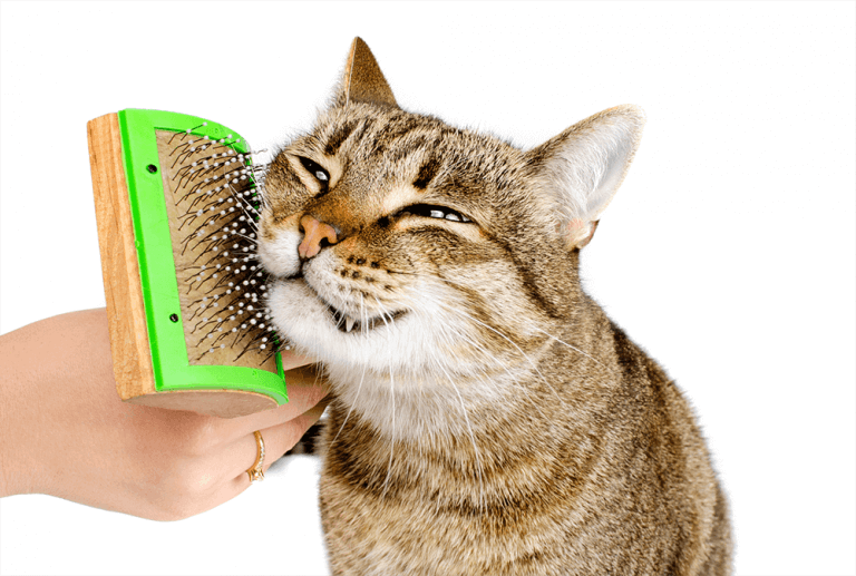 Cat Grooming
