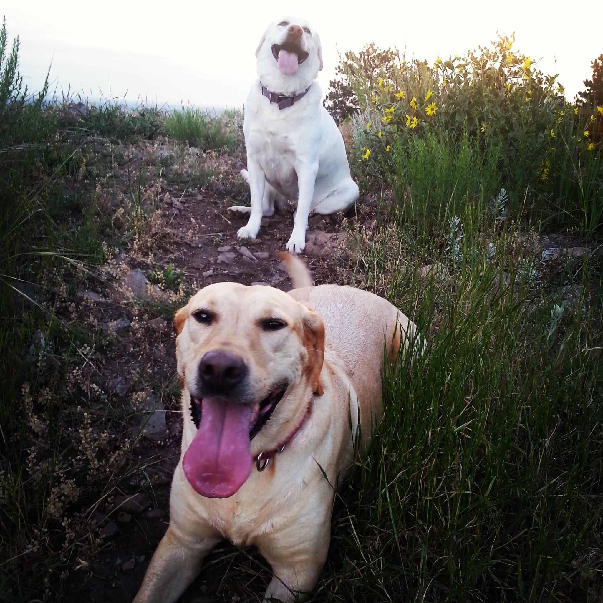 Pet Relocation Image