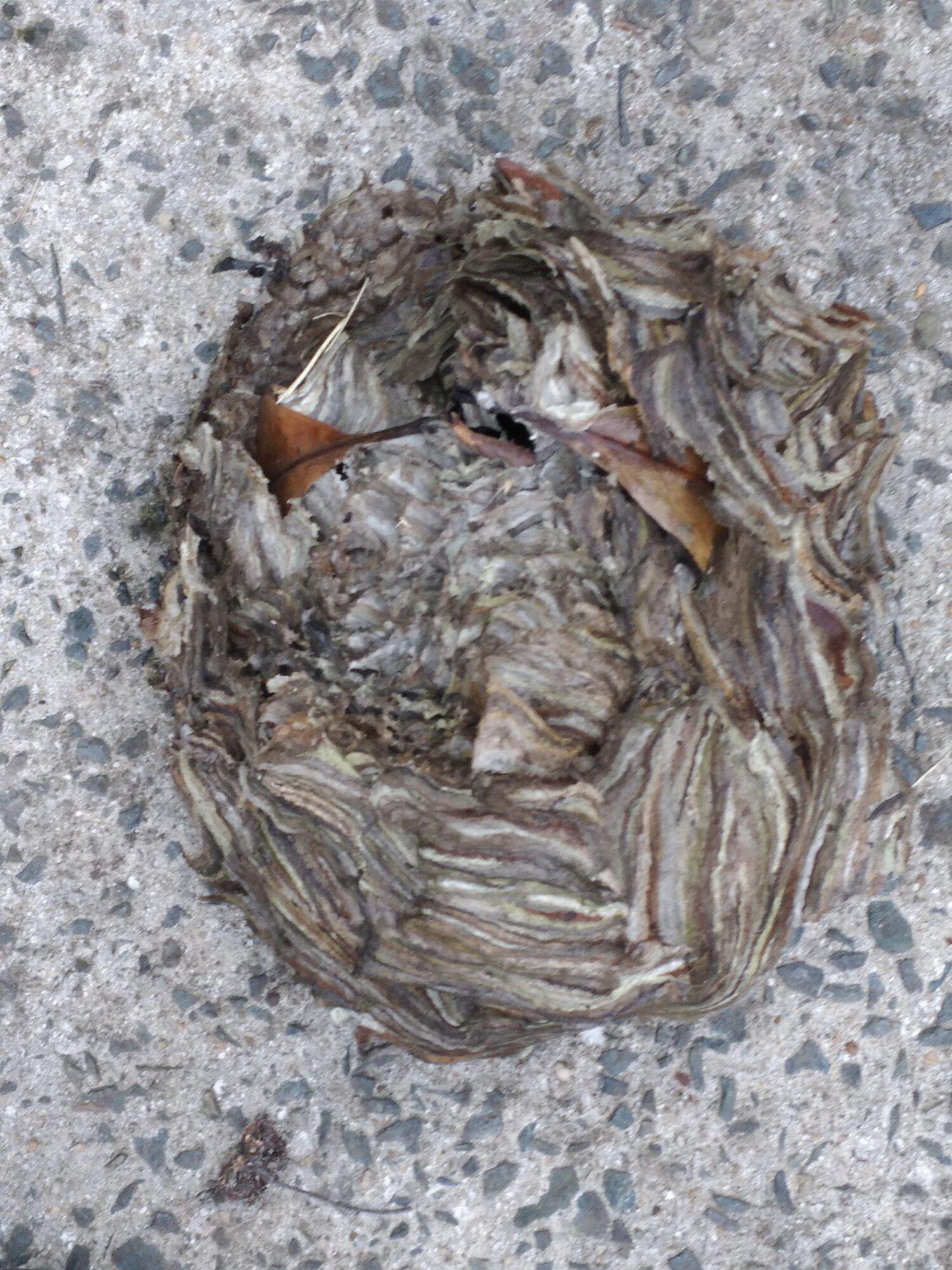 Eco Man Pest Solutions Image