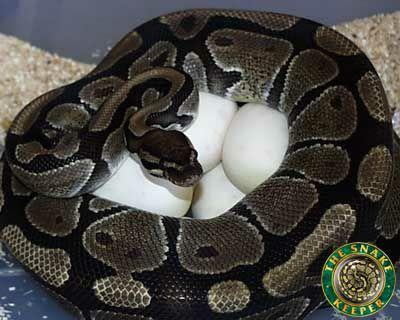 Melo's Reptile Sanctuary aims to find a reptile, no matter how big or how small, a new home where it will be loved till the end of its days.