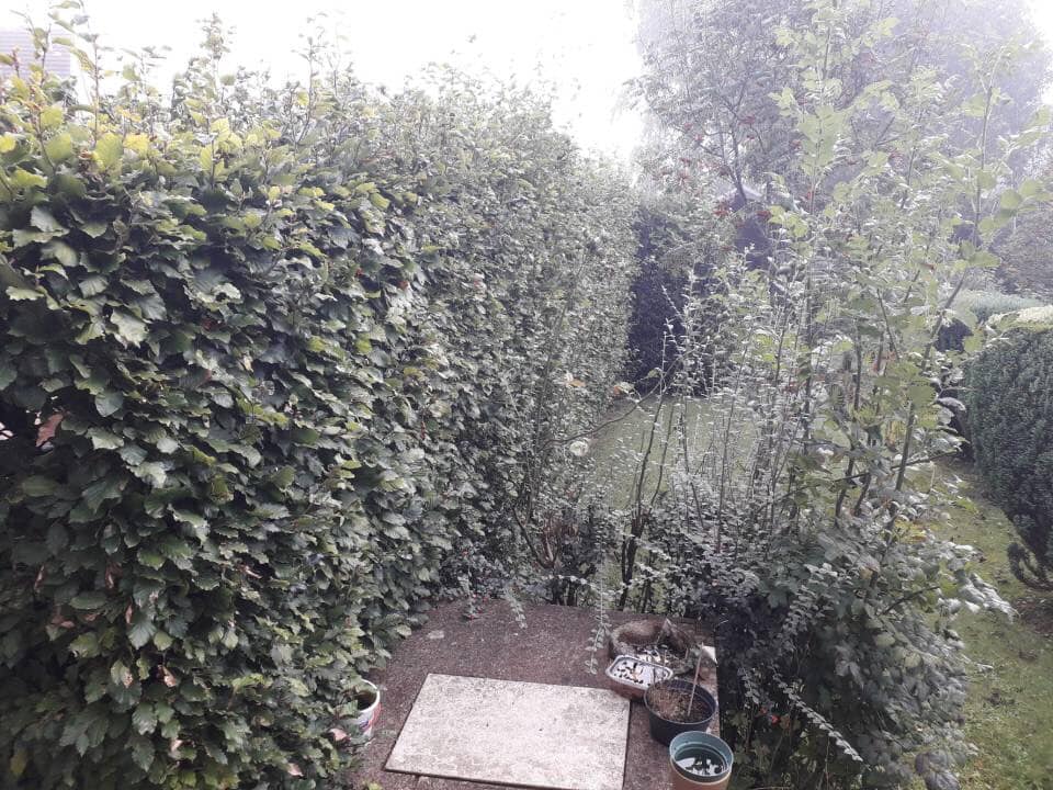 Images County Tree Services