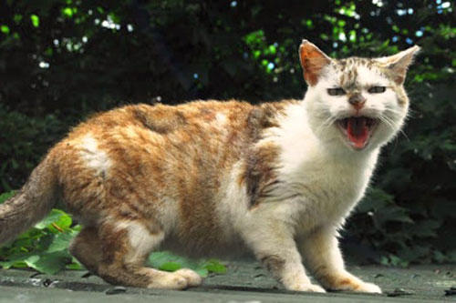 Central Pest Control, Pest Control, Dublin