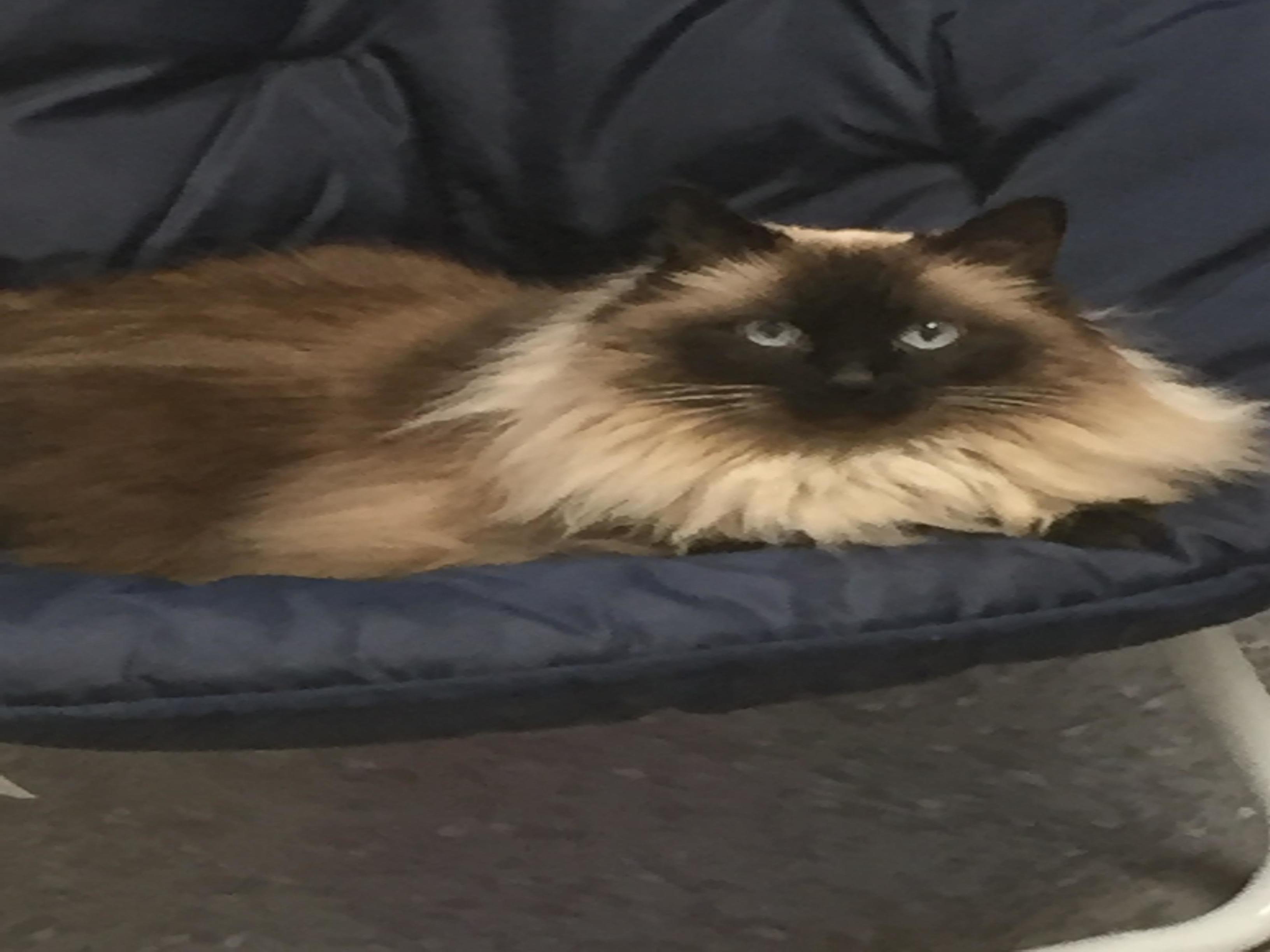 Whiskers on Kittens Boarding Image