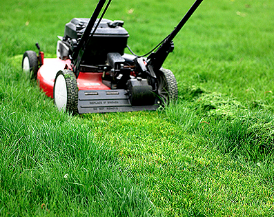 Lawn Dunne & Trees Image