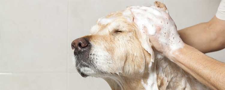 Images Snuta Hundeklipp Mette Ødegård Kristiansen