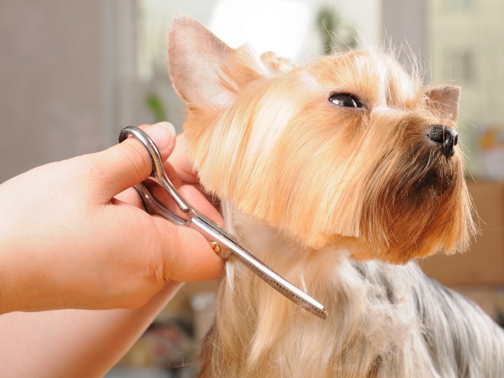 Mobile Pet Grooming