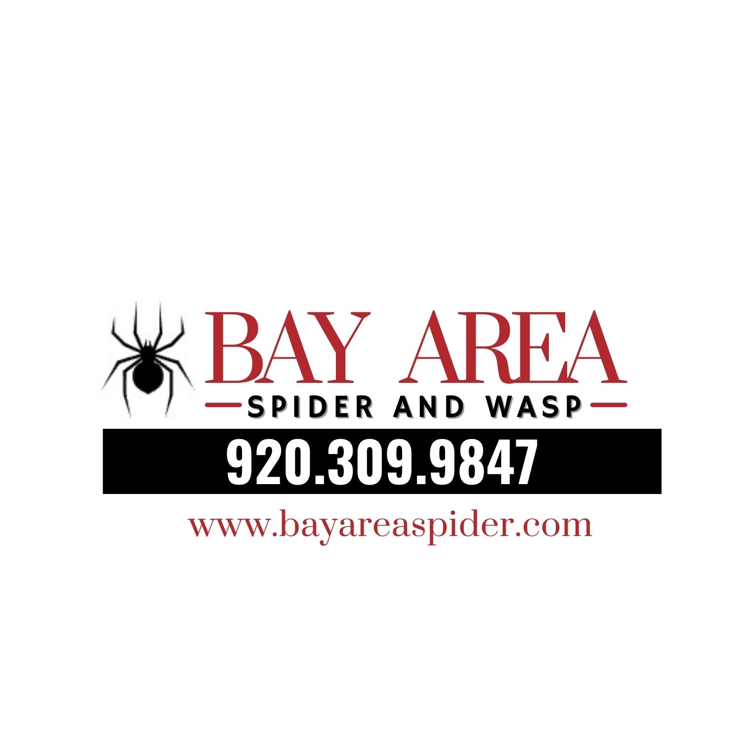 Bay Area Spider and Wasp
