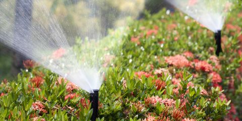 5 Lawn Care Tips for People With Seasonal Allergies
