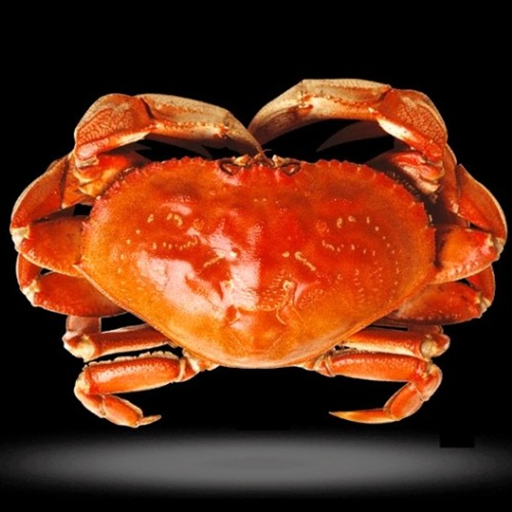 Dungeness Crab (1.9-2.2 lbs)