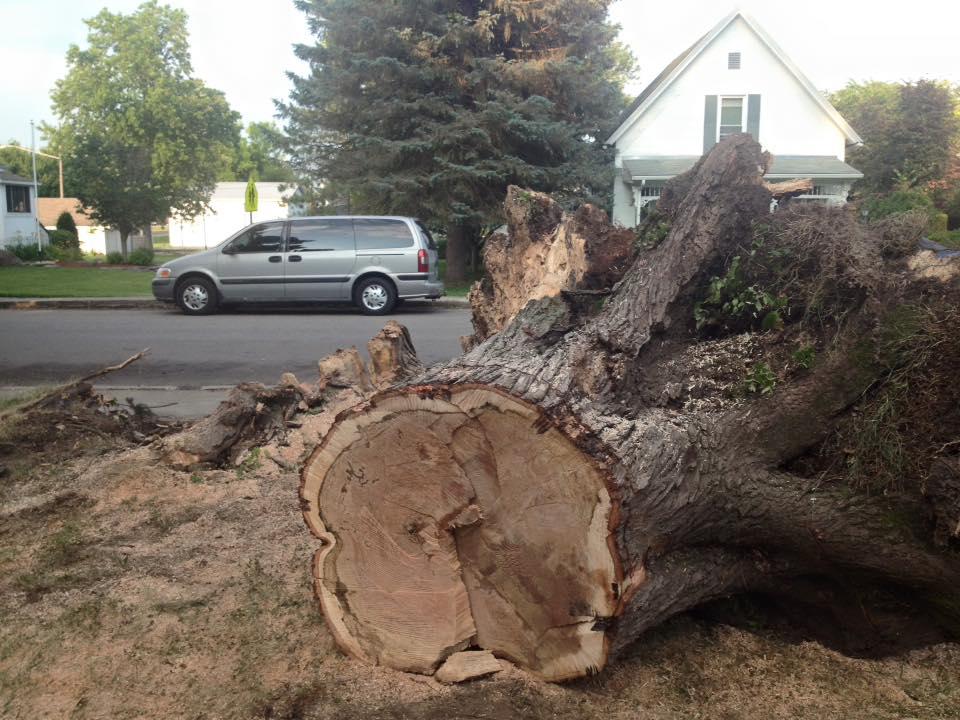 Hackney Tree Service Image