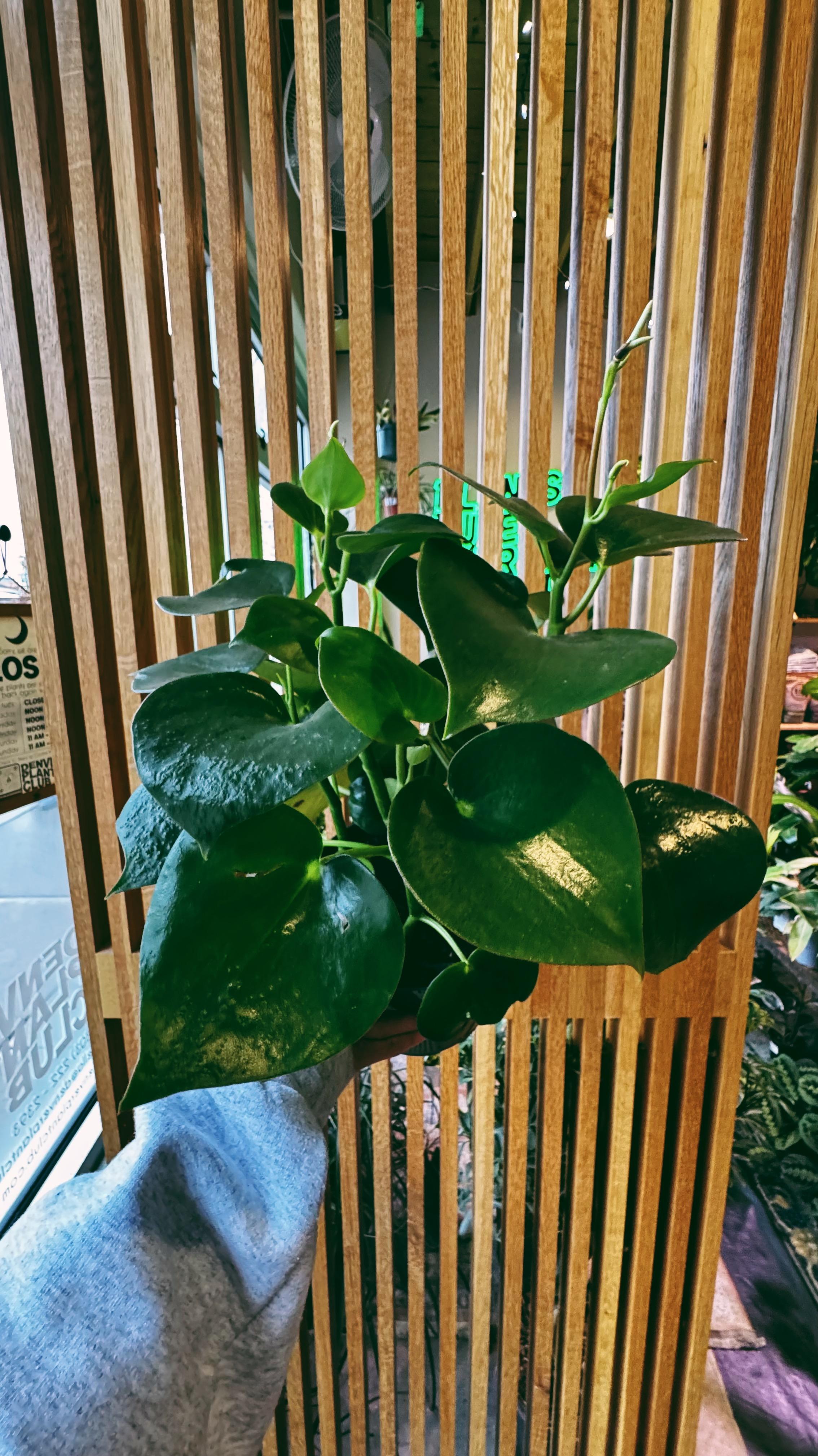 Denver Plant Club Image