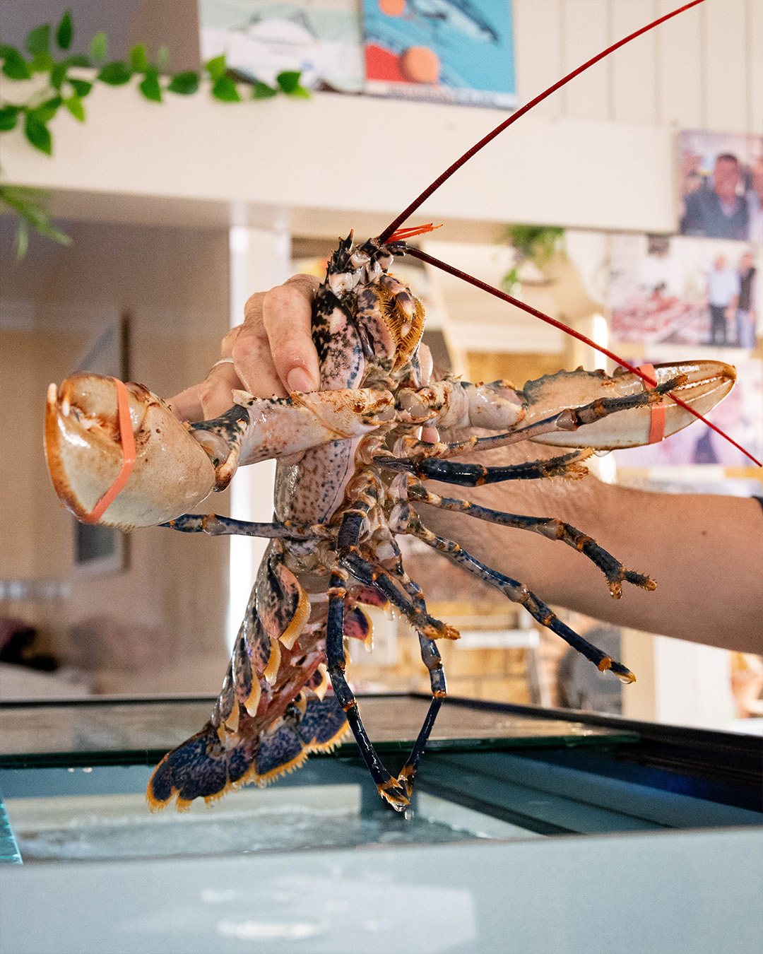 Galería en miniatura
