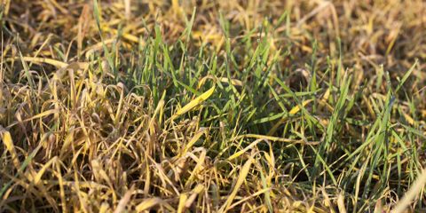 4 Issues That Cause Your Grass to Dry Out