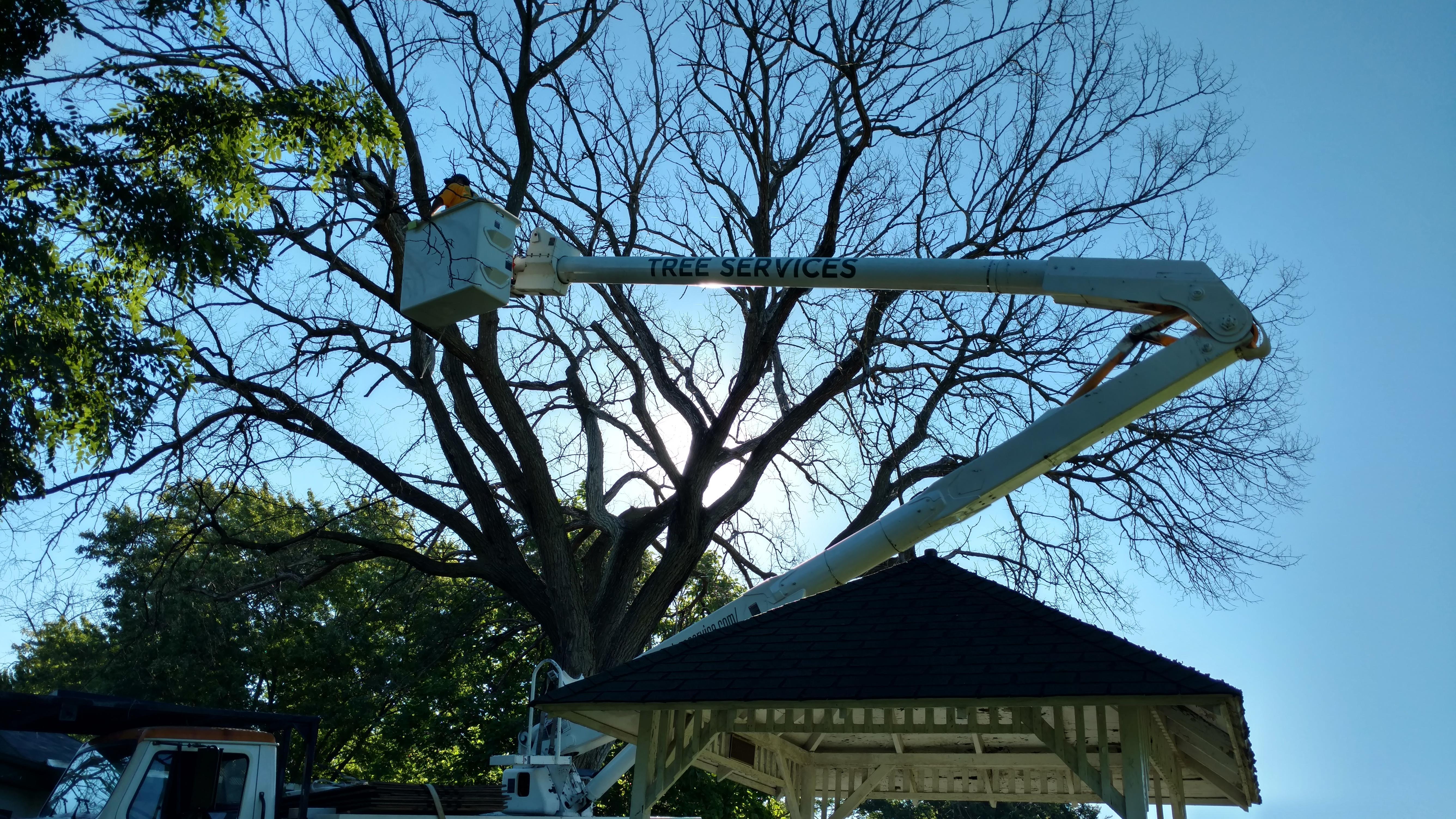 New Beginning Tree Service Company Image