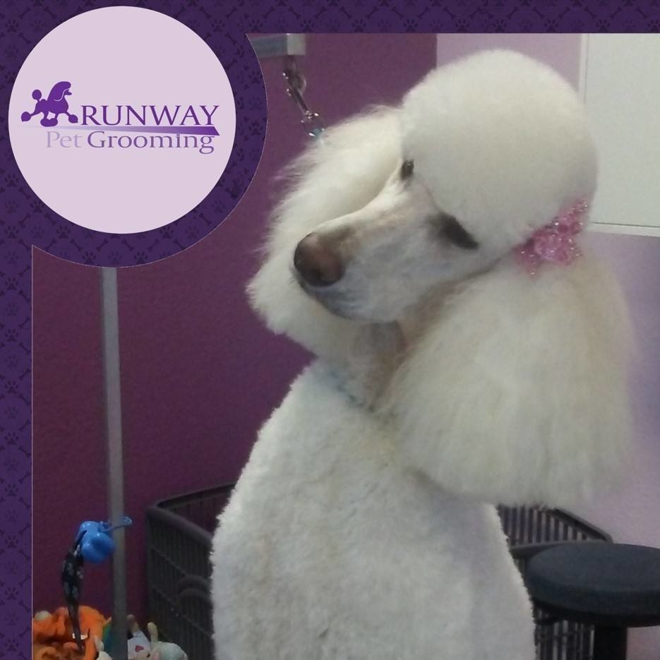 Runway Pet Grooming