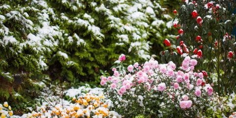3 Flowers to Beautify Your Winter Garden