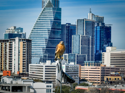 Violet Crown Aerial Image