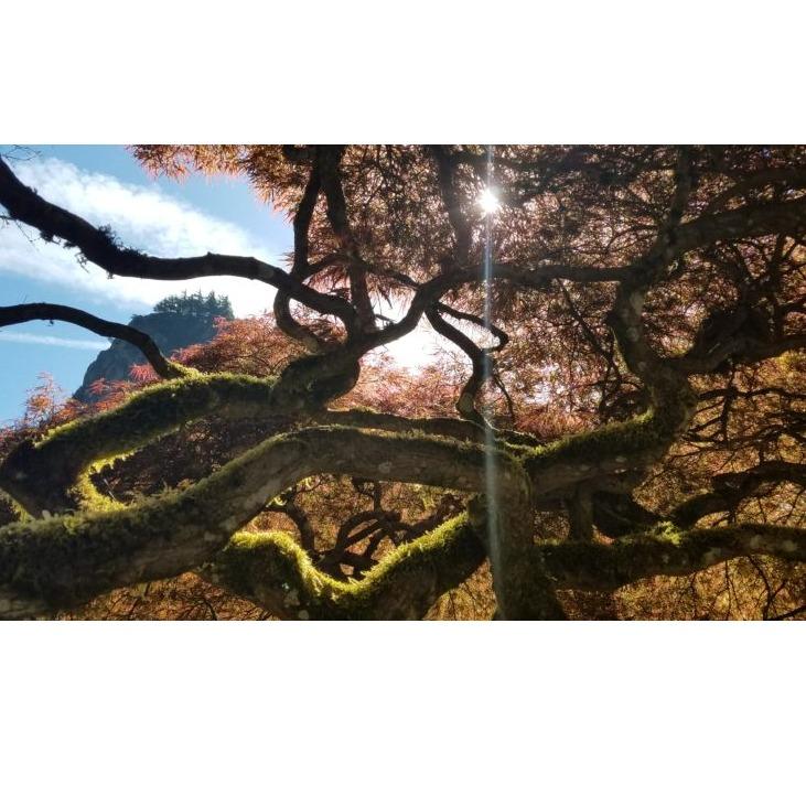 DiversiTree Arbor Care Logo