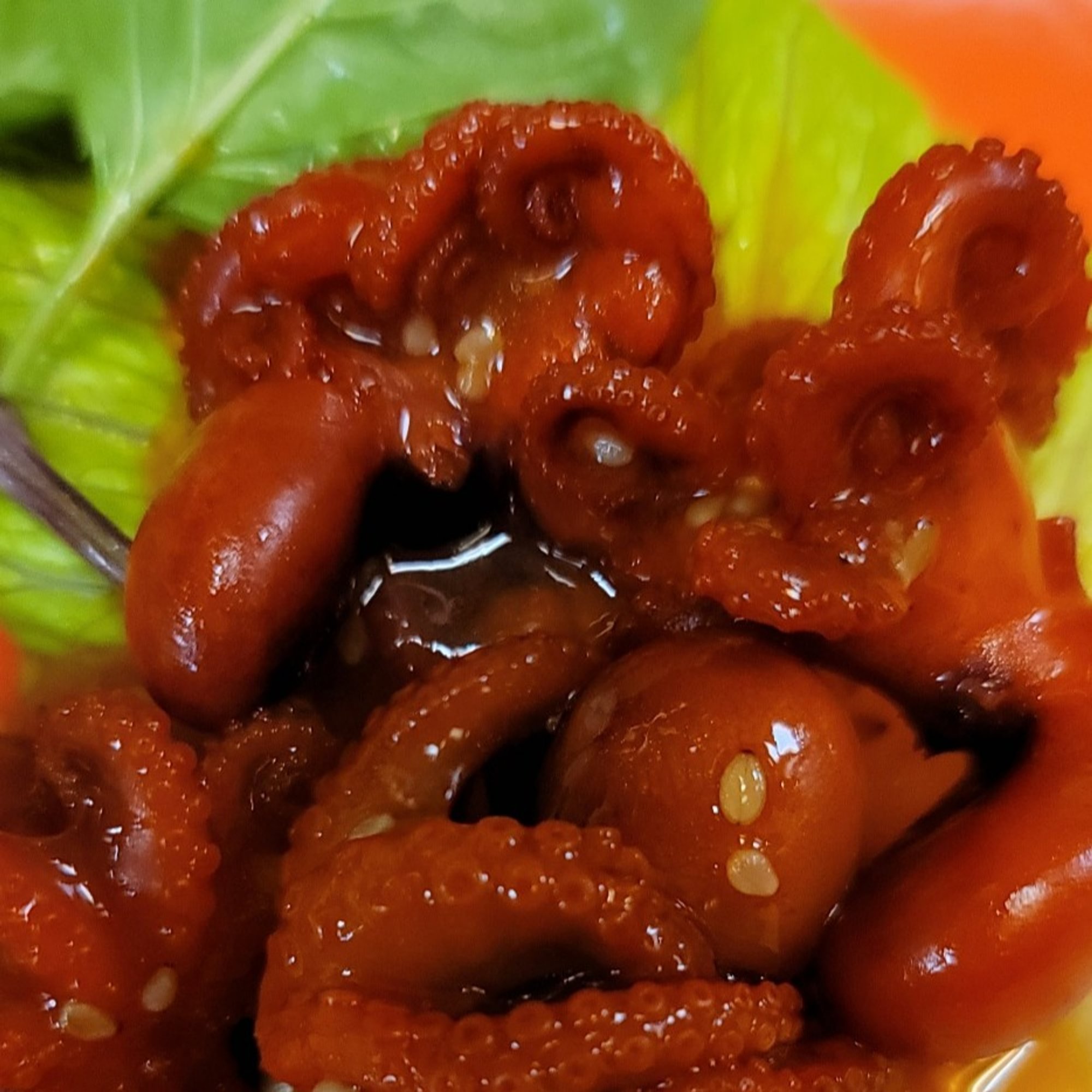 Baby Octopus