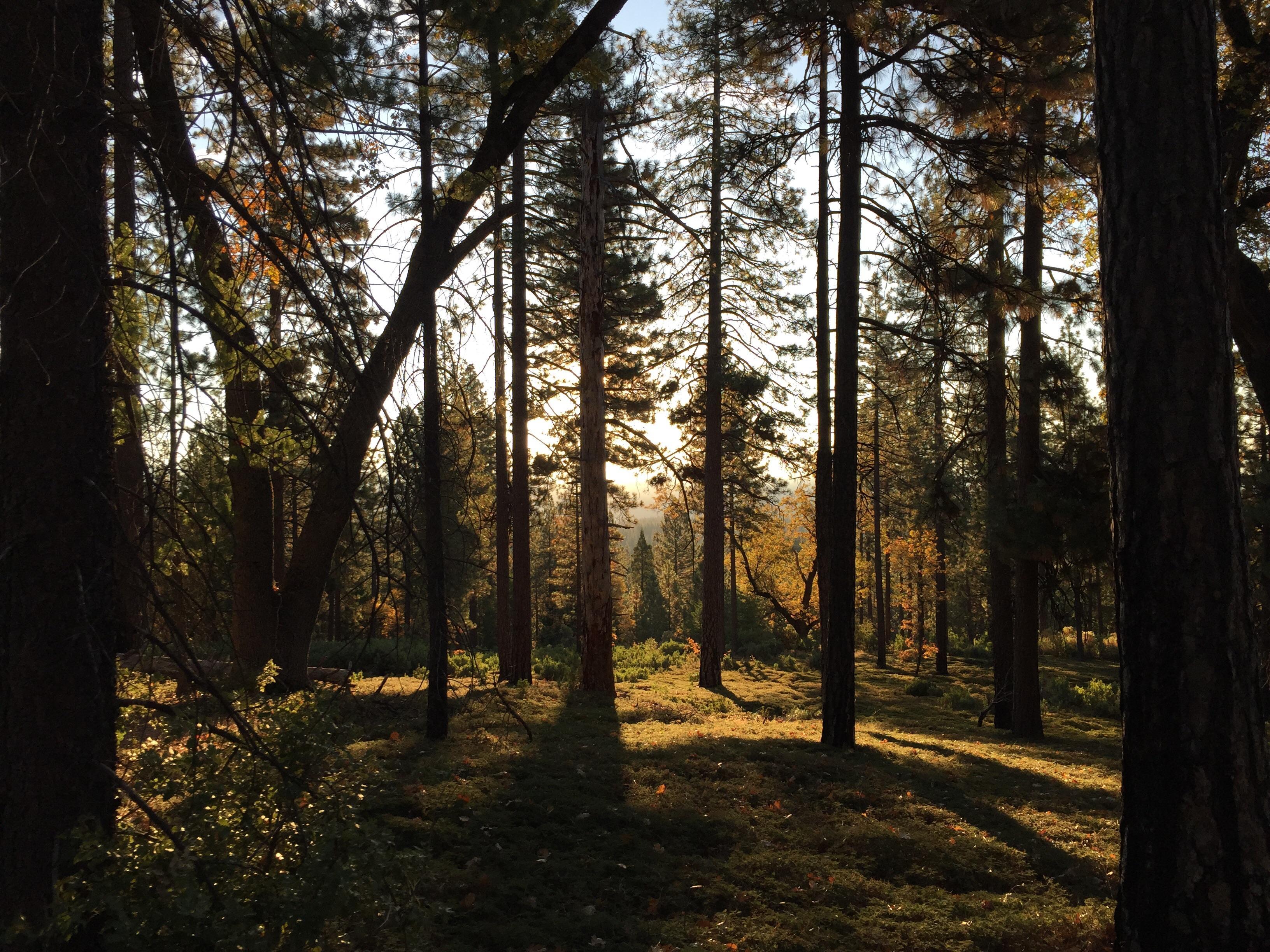 Enjoy the walks through the forest