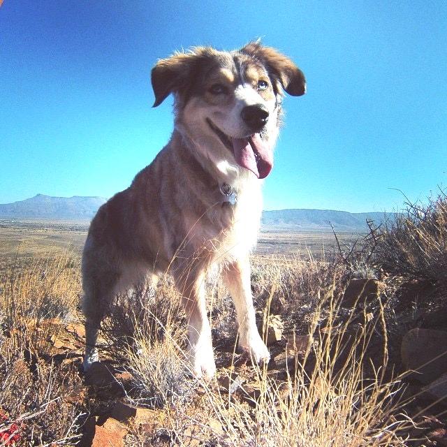 Pet Relocation Image