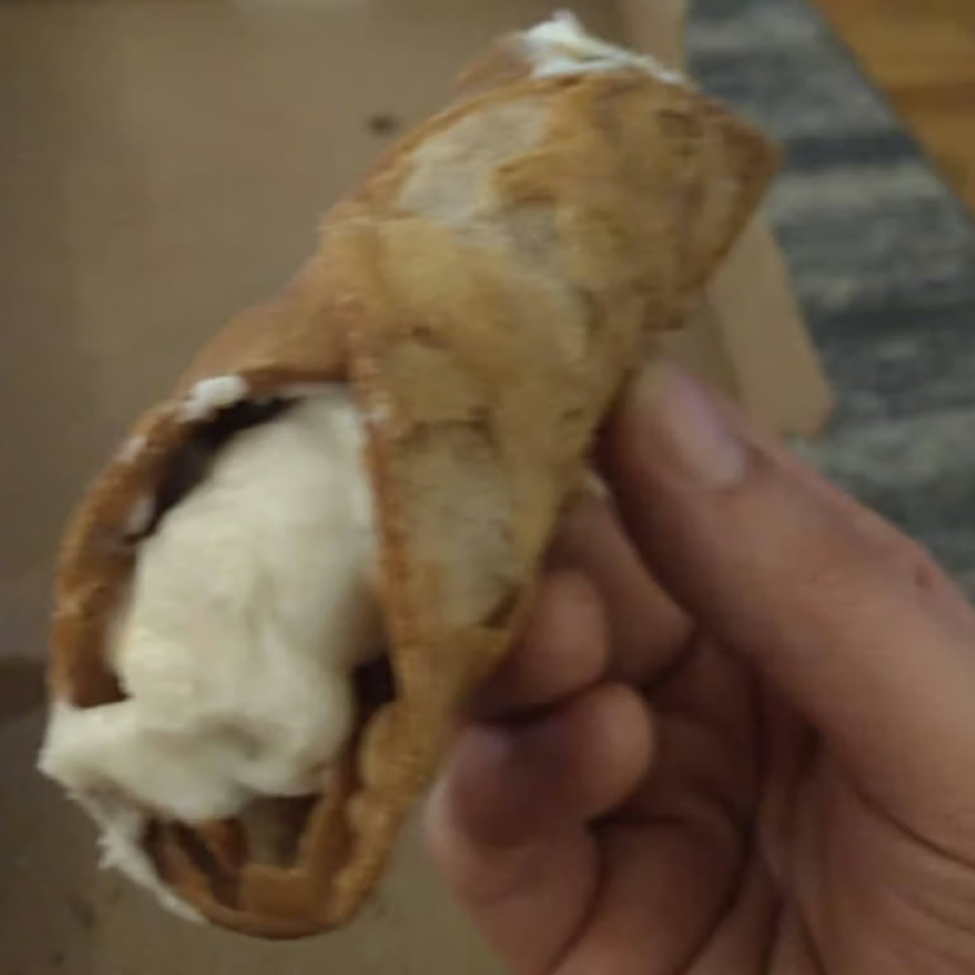 Cannoli
