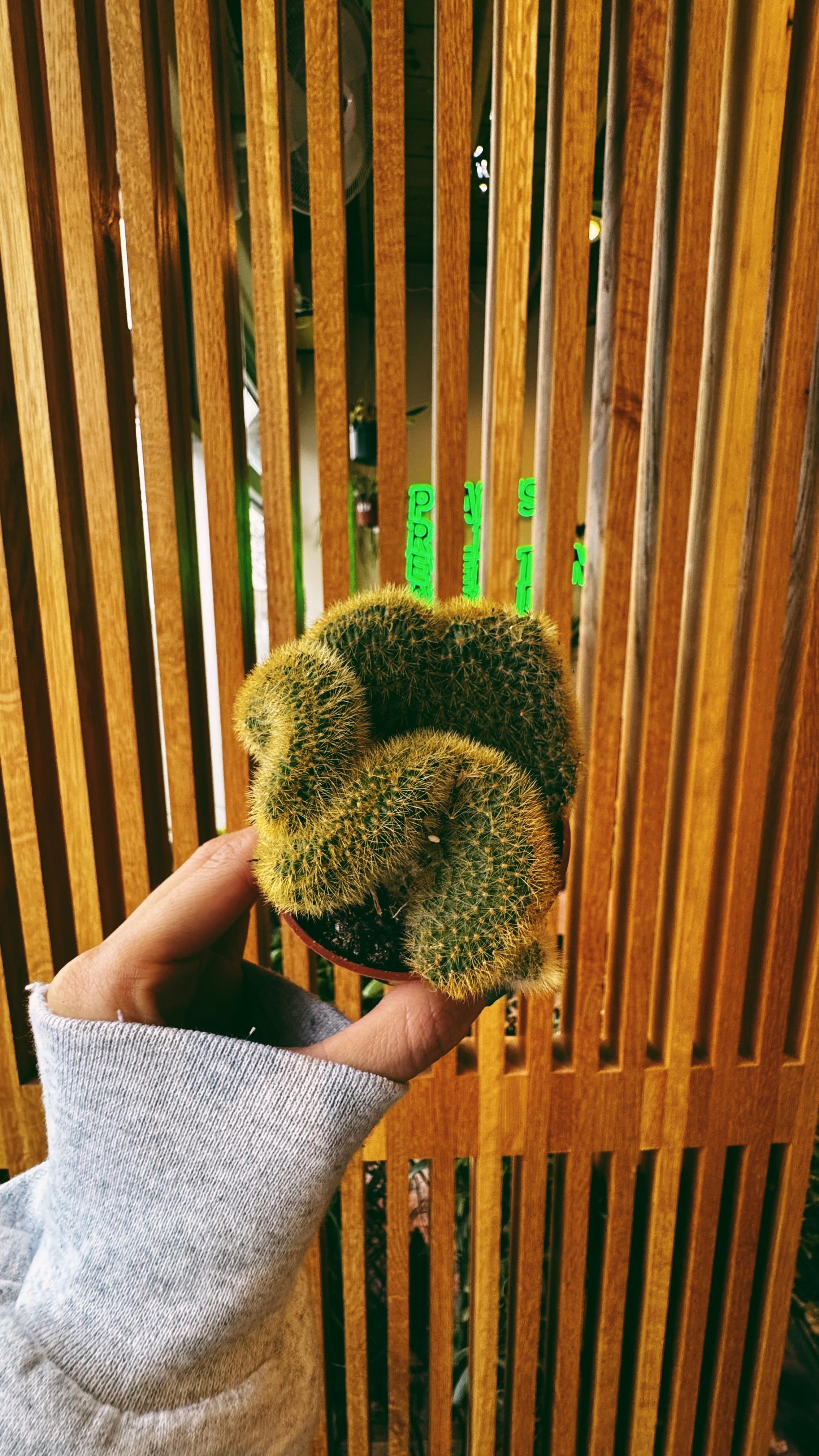 Denver Plant Club Image