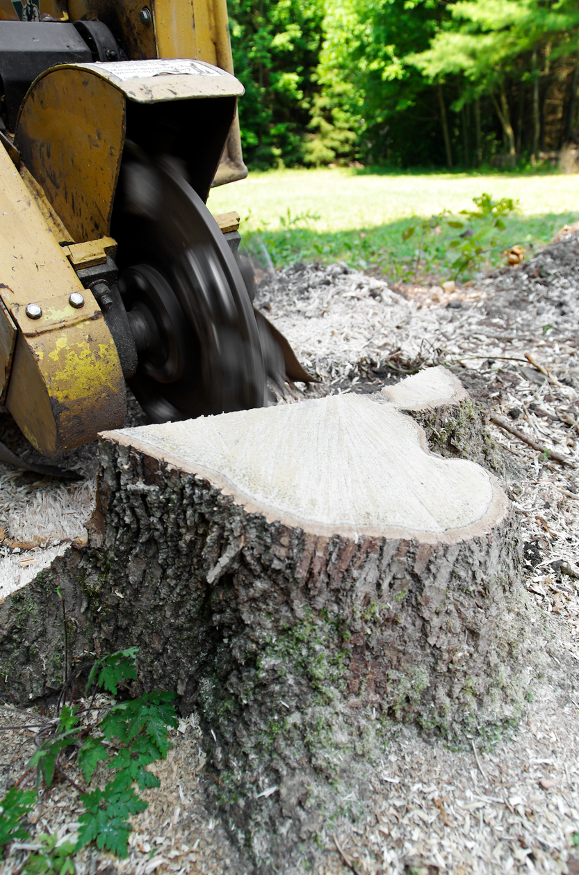 North Great Lakes Tree Service Image